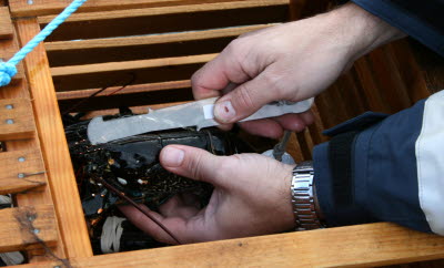 Mätning av hummerstorlek