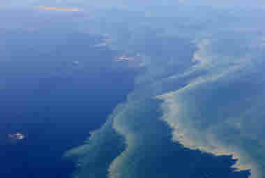 Algae on the sea surface