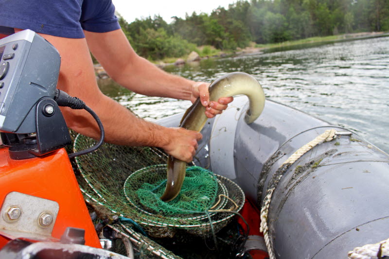 Seizure of eel fishing gear
